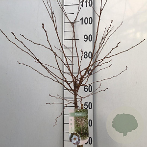 Prunus 'Hally Jolivette' 60 cm stam 5,0L