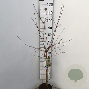 Prunus 'Hally Jolivette' 60 cm stam 5,0L