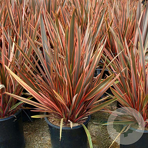 Phormium 'Maori Queen' 30-40 cm 2,0L