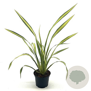 Phormium 'Yellow Wave' 30-40 cm 2,0L