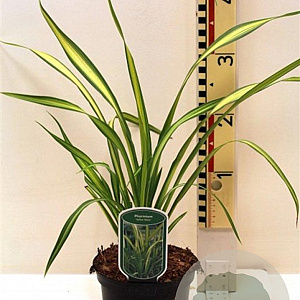 Phormium 'Yellow Wave' 30-40 cm 2,0L