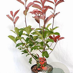 Photinia fraseri 'Camilvy' 40-60 cm 5,0L