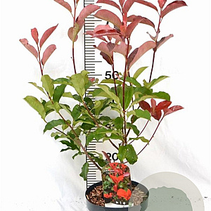Photinia fraseri 'Camilvy' 40-60 cm 5,0L