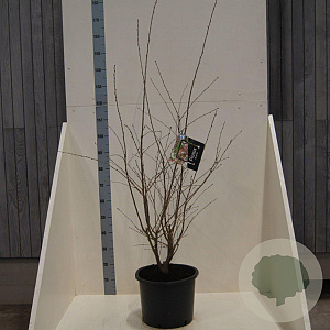 Prunus 'The Bride' 80-100 cm 20L meerstammig