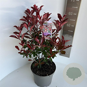 Photinia fraseri Carré Rouge 40-50 cm 5,0L