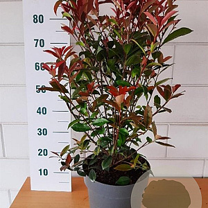 Photinia fraseri Carré Rouge 50-60 cm 10L