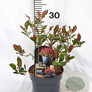 Photinia fraseri 'Little Fenna' 25-30 cm 2,0L