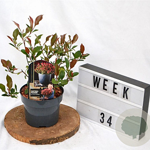 Photinia fraseri 'Little Fenna' 25-30 cm 2,0L