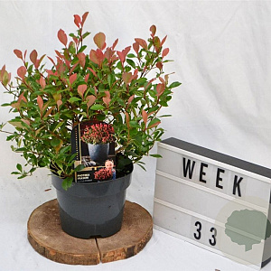 Photinia fraseri 'Little Fenna' 30-40 cm 3,0L