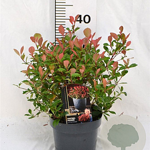 Photinia fraseri 'Little Fenna' 30-40 cm 3,0L