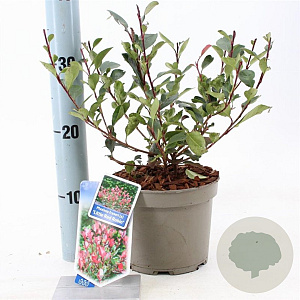 Photinia fraseri 'Little Red Robin' 20-25 cm 2,0L