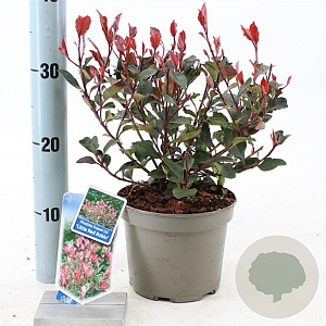 Photinia fraseri 'Little Red Robin' 20-25 cm 2,0L