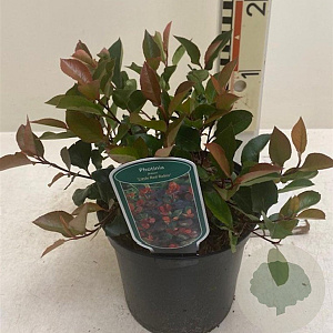 Photinia fraseri 'Little Red Robin' 30-40 cm 3,0L
