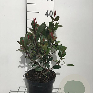 Photinia fraseri 'Little Red Robin' 30-40 cm 3,0L