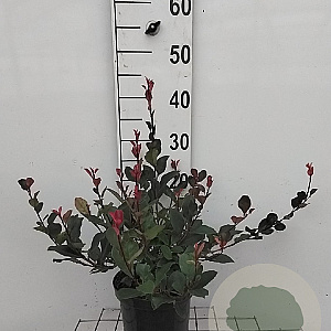 Photinia fraseri 'Little Red Robin' 30-40 cm 3,0L