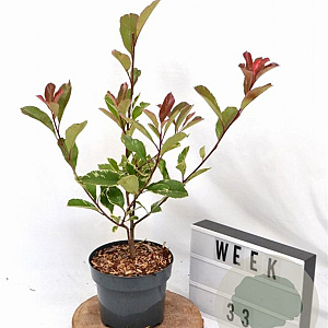 Photinia fraseri Louise 40-50 cm 3,0L