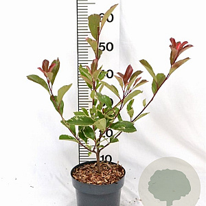 Photinia fraseri Louise 40-50 cm 3,0L