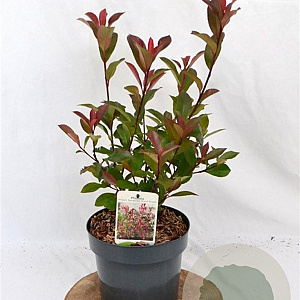Photinia fraseri 'Mandarino' 40-50 cm 3,0L