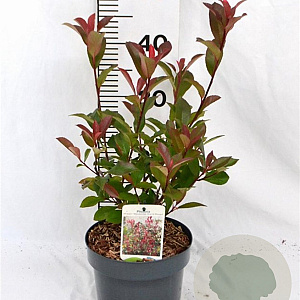Photinia fraseri 'Mandarino' 40-50 cm 3,0L