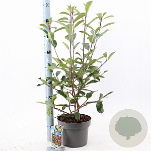 Photinia fraseri 'Red Robin' 60-70 cm 5,0L