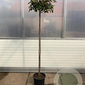 Photinia fraseri 'Red Robin' 160 cm stam 25L bol