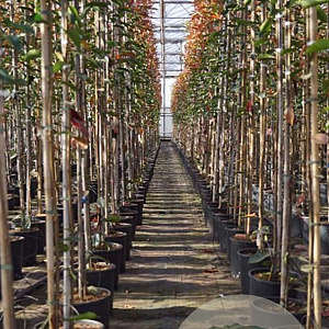 Photinia fraseri 'Red Robin' 4-6 HO 15L