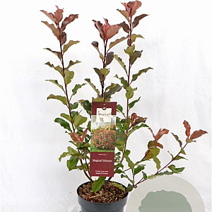 Photinia Magical Volcano 40-60 cm 3,0L