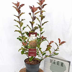 Photinia Magical Volcano 40-60 cm 3,0L