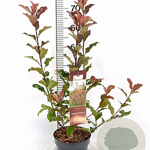 Photinia Magical Volcano 40-60 cm 3,0L