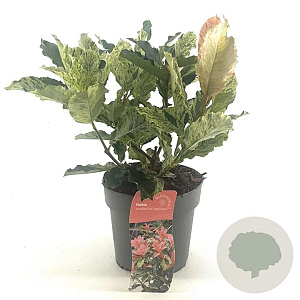 Photinia serratifolia Pink Crispy 20-30 cm 2,0L