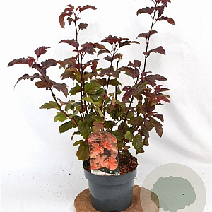 Physocarpus opulif. Diable d'Or 30-50 cm 3,0L