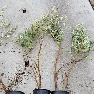 Hippophae rhamnoides 80-100 cm 2,0L