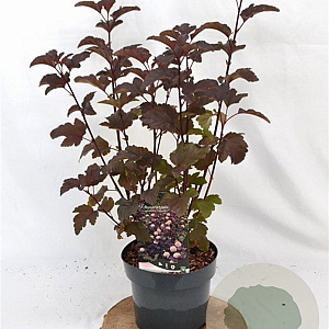 Physocarpus opulif. 'Diabolo' 30-50 cm 3,0L