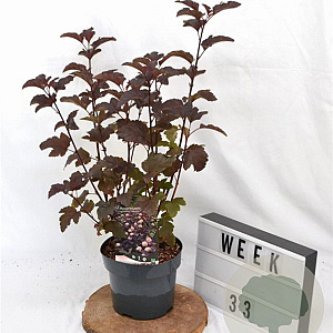 Physocarpus opulif. 'Diabolo' 30-50 cm 3,0L
