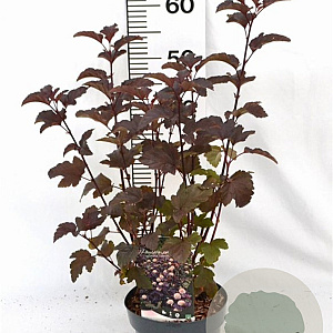 Physocarpus opulif. 'Diabolo' 30-50 cm 3,0L
