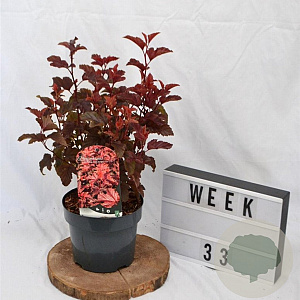 Physocarpus opulif. Little Angel 30-50 cm 3,0L