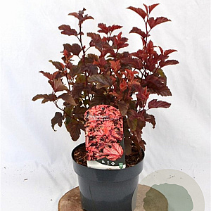 Physocarpus opulif. Little Angel 30-50 cm 3,0L