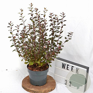Physocarpus opulif. Little Joker 30-50 cm 3,0L