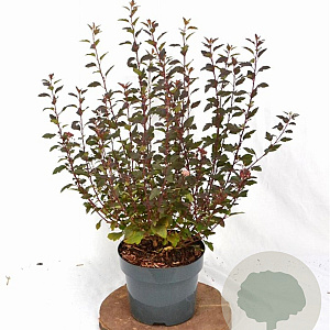 Physocarpus opulif. Little Joker 30-50 cm 3,0L