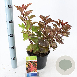 Physocarpus opulif. Magic Ball 30-40 cm 3,0L