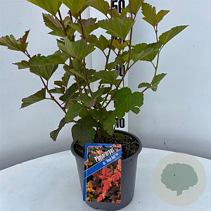 Physocarpus opulif. Magic Ball 30-40 cm 3,0L