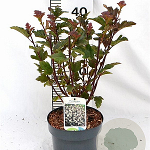 Physocarpus opulif. 'Red Baron' 30-50 cm 3,0L