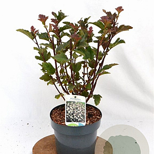 Physocarpus opulif. 'Red Baron' 30-50 cm 3,0L