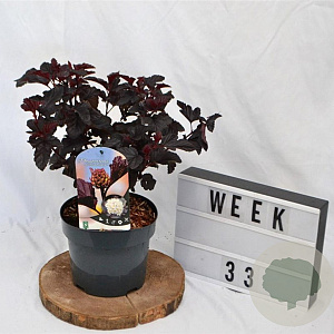 Physocarpus opulif. 'Rubella' 30-40 cm 3,0L