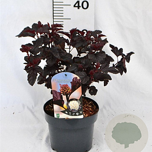 Physocarpus opulif. 'Rubella' 30-40 cm 3,0L