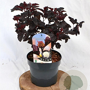 Physocarpus opulif. 'Rubella' 30-40 cm 3,0L