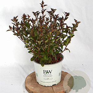 Physocarpus opulif. Tiny Wine 30-50 cm 3,0L