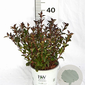 Physocarpus opulif. Tiny Wine 30-50 cm 3,0L