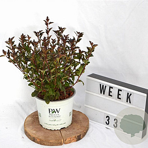 Physocarpus opulif. Tiny Wine 30-50 cm 3,0L