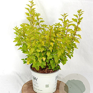 Physocarpus opulif. Tiny Wine Gold 30-50 cm 3,0L